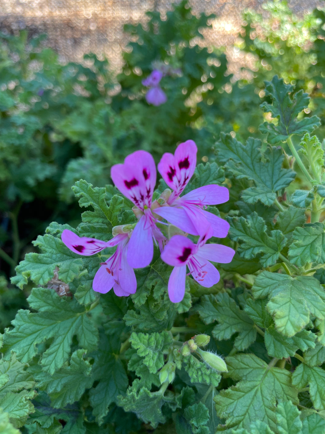 Lavender Pink Pepper Scented Geranium – 4 Live Plant Cuttings