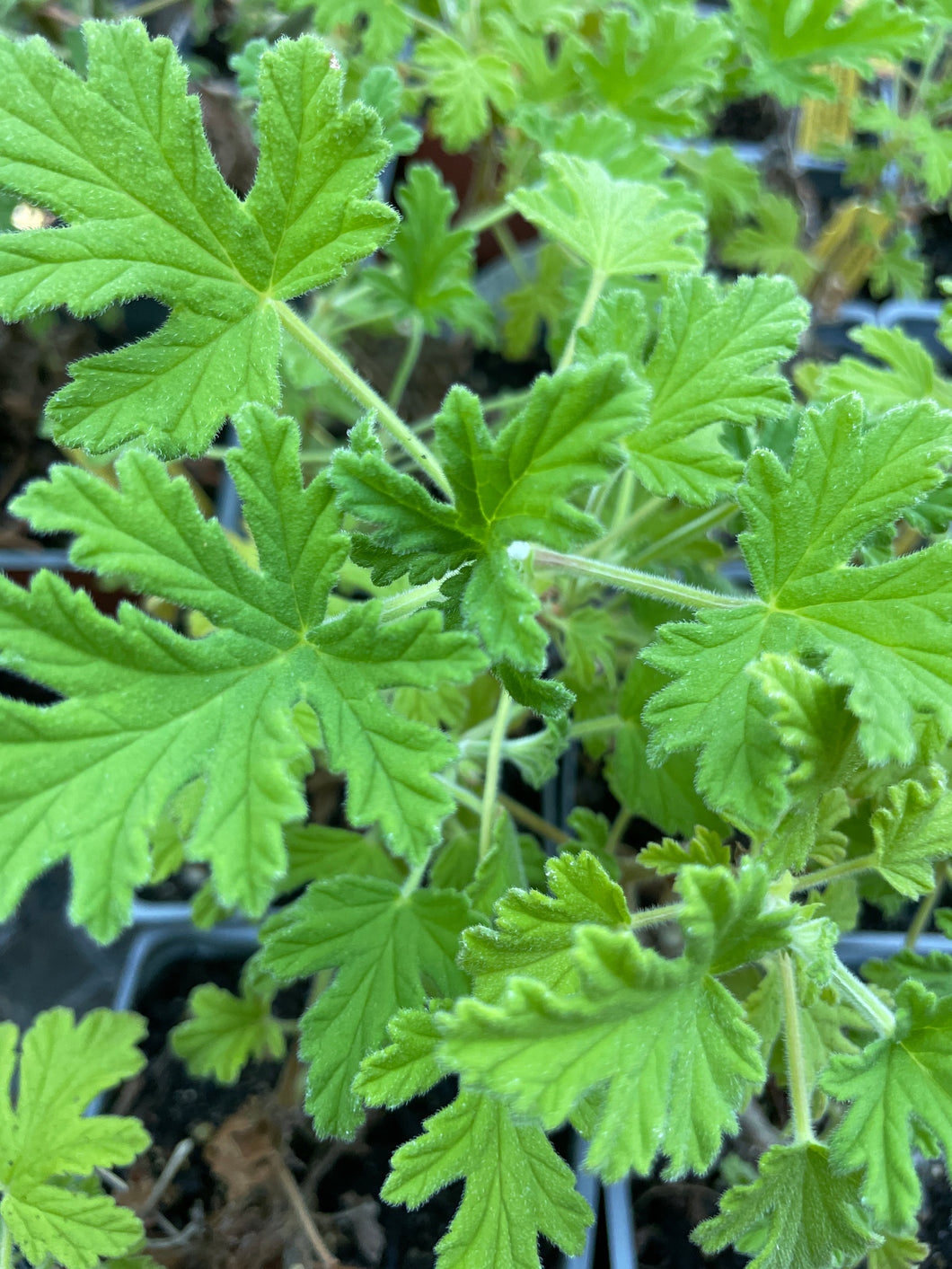 Pelargonium graveolens | Rose Scented Geranium