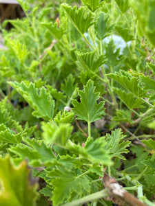 Pelargonium citriodorum | Lemon Scented Geranium