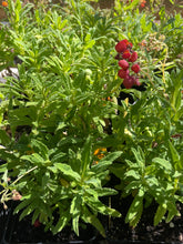 Load image into Gallery viewer, Calceolaria integrifolia &#39;Kentish Hero&#39; (1 qt) | Pocket Flower (1 qt)
