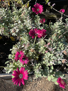 Arctotis 'Majec Ruby' (4”) | African Daisy (4”)