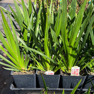 Anigozanthos 'Bush Princess' (1 qt) | Bush Princess Kangaroo Paw (1 qt)