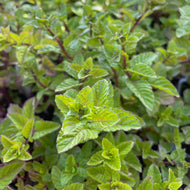 Mentha spicata 'Blackberry Currant' (4