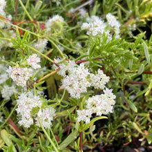 Load image into Gallery viewer, Eriogonum umbellatum v. aureum &#39;Kannah Creek&#39; (1 qt) | Kannah Creek Sulphur Buckwheat (1 qt)
