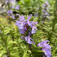 Rosmarinus officinalis 'Mike Thompson' (4