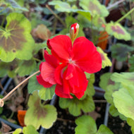 Pelargonium x hortum 'Occold Shield (info) | Occold Shield Geranium (info)
