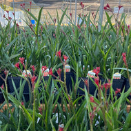 Anigozanthos 'Bush Ballad' (1 qt) | Bush Ballad Kangaroo Paw (1 qt)