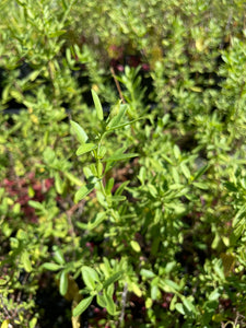 Salvia greggii 'White' (1 qt) | White Autumn Sage (1 qt)