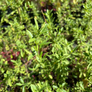 Salvia greggii 'White' (1 qt) | White Autumn Sage (1 qt)