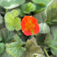 Geum coccineum 'Koi' (1 qt) | Koi Avens (1 qt)