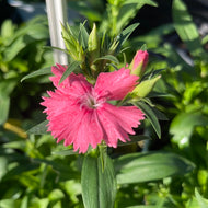 Dianthus 'Telstar Salmon' (4