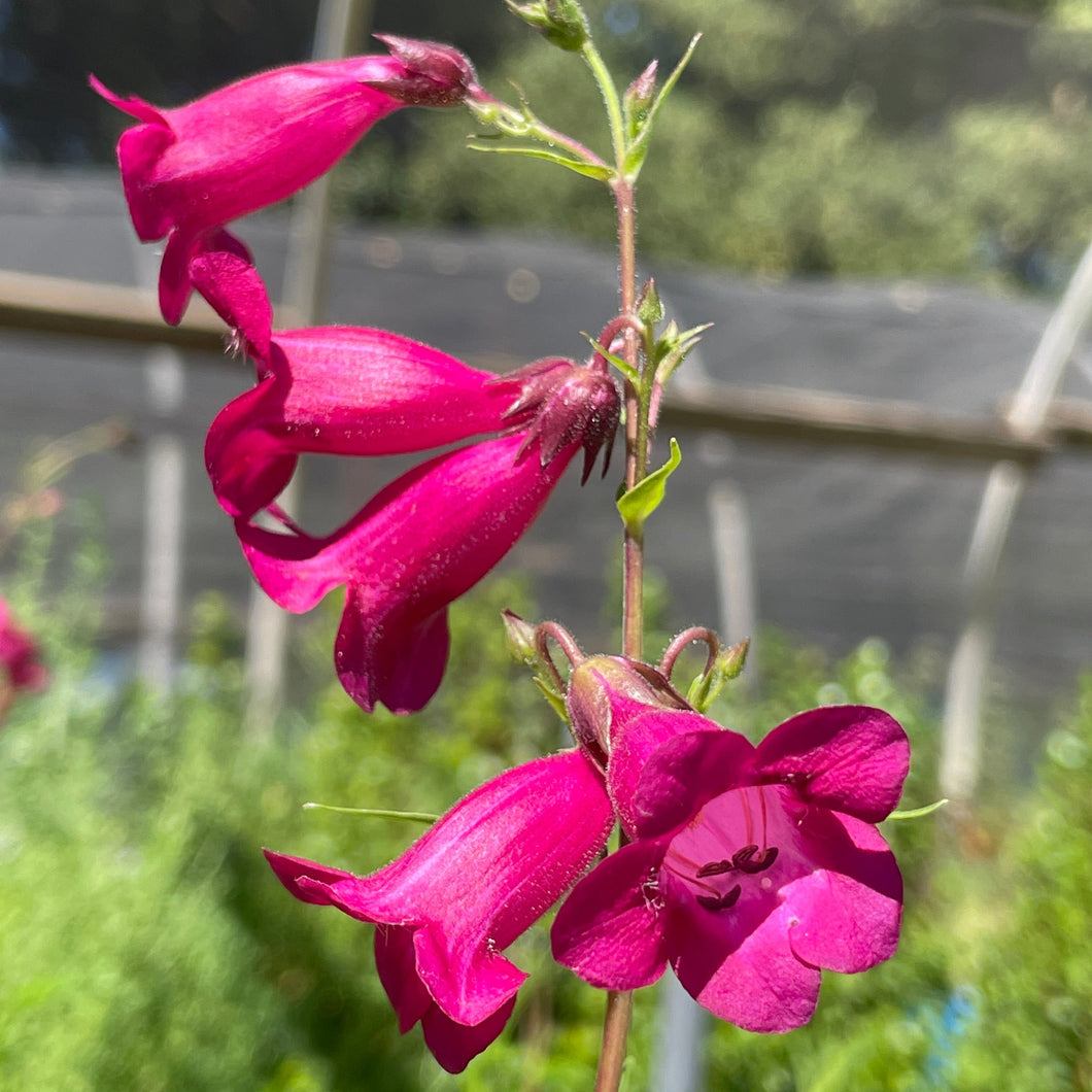 Penstemon 'Firebird' (1 qt) | Firebird Penstemon (1 qt)