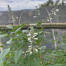 Load image into Gallery viewer, Salvia 'Waverly' (1 qt) | Waverly Sage (1 qt)
