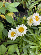 Leucanthemum 'Real Charmer' (1 qt) | Shasta Daisy (1 qt)