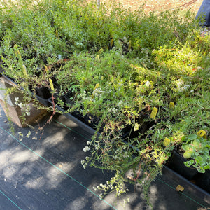 Eriogonum umbellatum v. aureum 'Kannah Creek' (1 qt) | Kannah Creek Sulphur Buckwheat (1 qt)