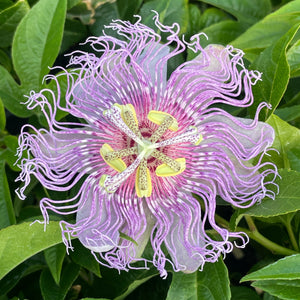Passiflora incarnata x cinnicata 'Incense' (1 qt) | Incense Passionflower (1 qt)