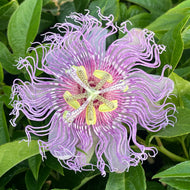 Passiflora incarnata x cinnicata 'Incense' (1 qt) | Incense Passionflower (1 qt)