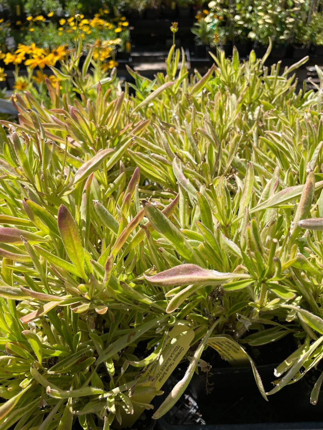 tequila sunrise succulent Coreopsis 'Tequila Sunrise'