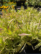 Coreopsis 'Tequila Sunrise' | Variegated Compact Coreopsis