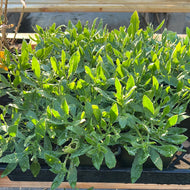 Osteospermum ecklonis 'Osticade Aurora' (4