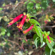 Load image into Gallery viewer, Cuphea &#39;Hummingbirds Lunch&#39; (1 qt) | Hummingbirds Lunch Cuphea (1 qt)
