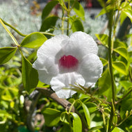 Pandorea jasminoides (1 qt) | Bower of Beauty (1 qt)