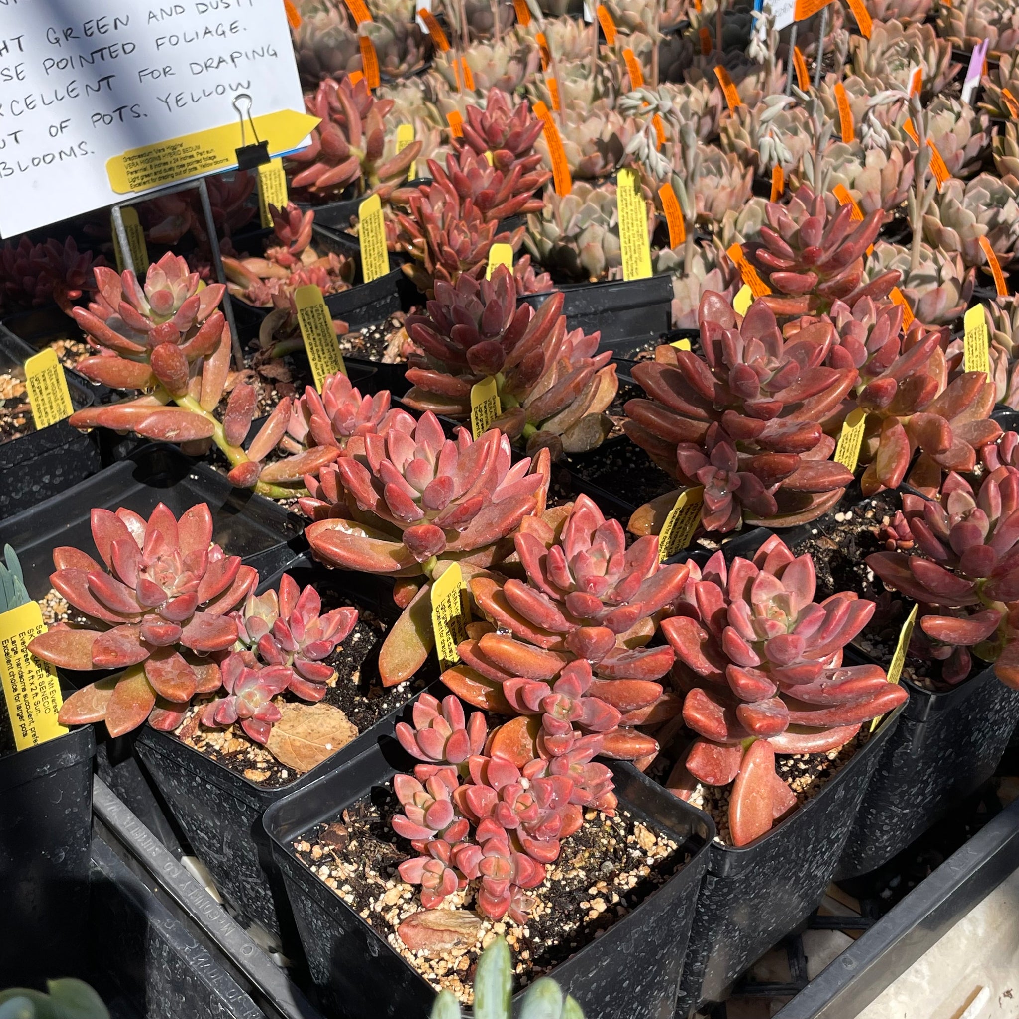 vera higgins succulent care Graptosedum 'Vera Higgins' (1 qt)
