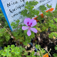Pelargonium 'Lemona' (4