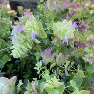 Origanum 'Bellisimo' (1 qt) | Bellisimo Oregano (1 qt)