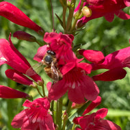 Penstemon barbatus 'Pristine Scarlet' (1 qt) | Pristine Scarlet Beardtongue (1 qt)