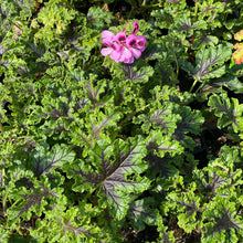 Load image into Gallery viewer, Pelargonium quercifolium (4") | Staghorn Oak Scented Geranium (4")
