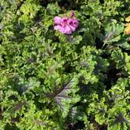 Pelargonium quercifolium (4