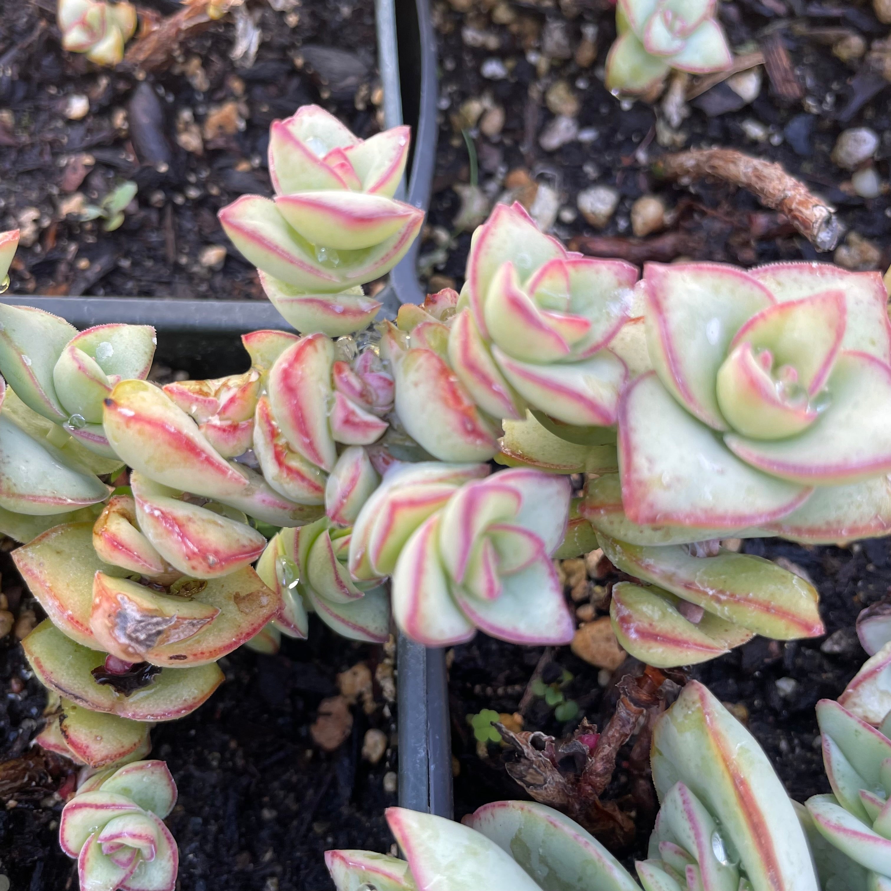 button plant succulent Crassula perforata major (4