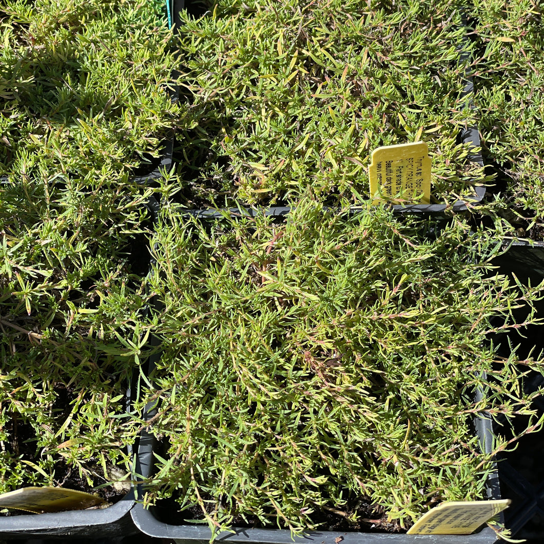 Thymus sp. 'Spicy Orange' (4