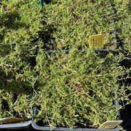 Thymus sp. 'Spicy Orange' (4