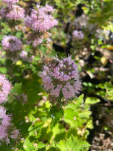 Load image into Gallery viewer, Caryopteris &#39;Pavilion Pink&#39; (1 qt) | Pink Bluebeard (1 qt)
