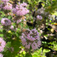Caryopteris 'Pavilion Pink' (1 qt) | Pink Bluebeard (1 qt)