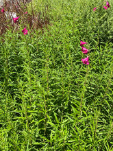 Load image into Gallery viewer, Penstemon &#39;Firebird&#39; (1 qt) | Firebird Penstemon (1 qt)
