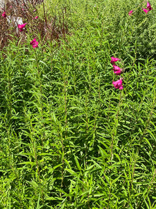 Penstemon 'Firebird' (1 qt) | Firebird Penstemon (1 qt)