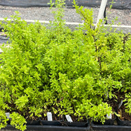 Satureja viminea (4