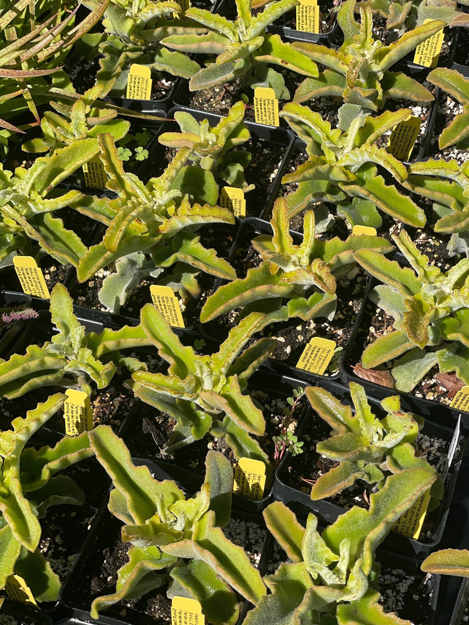 kalanchoe beharensis plant elephant ear Kalanchoe beharensis 'Minima' (4")
