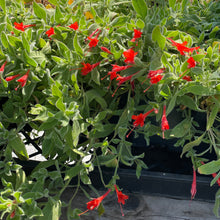 Load image into Gallery viewer, Epilobium canum &#39;Everett&#39;s Choice&#39; (1 qt) | Everett&#39;s California Fuchsia (1 qt)
