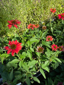 Echinacea x hybrida 'Sombrero Tres Amigos' (1 qt) | Coneflower (1 qt)