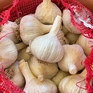 Territorial's Garlic Bavarian Purple