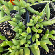 Senecio radicans (4