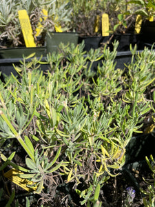 sweet lavender plants for sale Lavandula x heterophylla (4")