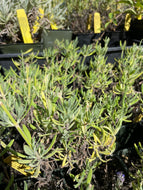 Lavandula x heterophylla (4