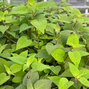 Salvia holwayi (1 qt) | Holway Sage (1 qt)