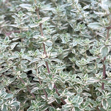 Load image into Gallery viewer, Thymus vulgaris &#39;Silver Posie&#39; | Silver Posie Thyme
