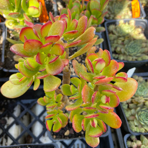 dwarf jade succulent Crassula ovata 'Minor' (4")